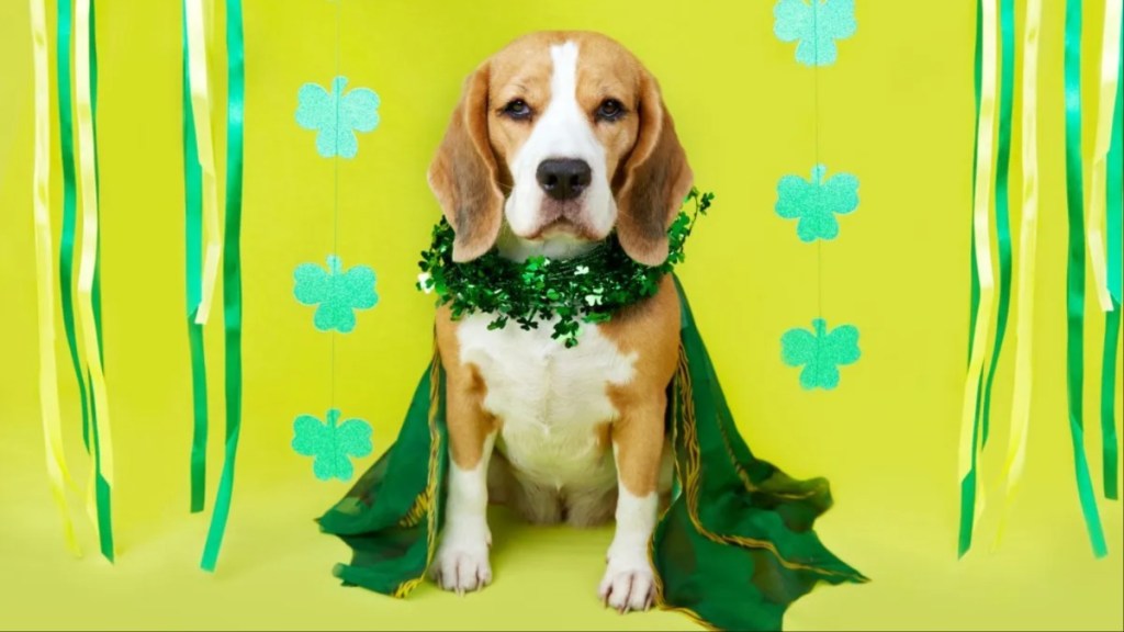 A Beagle in costume for St. Patrick's day, a rescue organization in Oklahoma hosted a puppy party for the occasion.