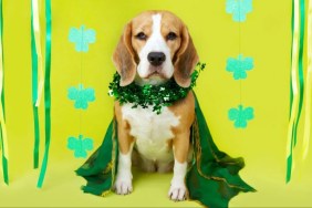 A Beagle in costume for St. Patrick's day, a rescue organization in Oklahoma hosted a puppy party for the occasion.