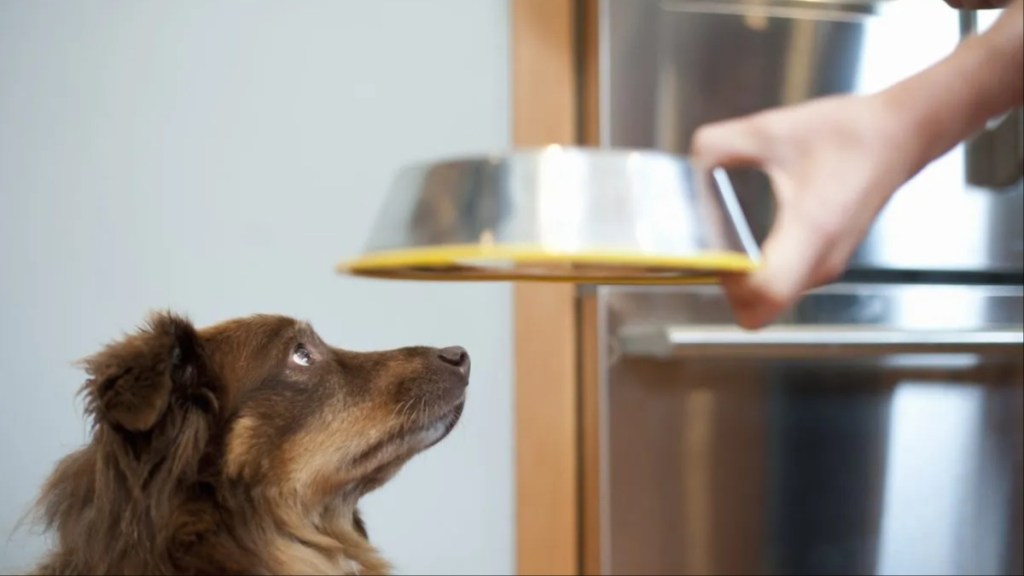 An owner serving food to their dog, the Farmer's Dog has not faced any food recall in 2024.