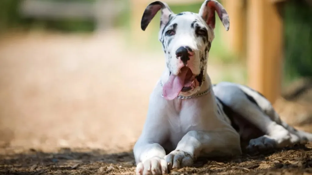 A dog of the breed, Great Dane, sitting, like the dog in the film, The Friend.