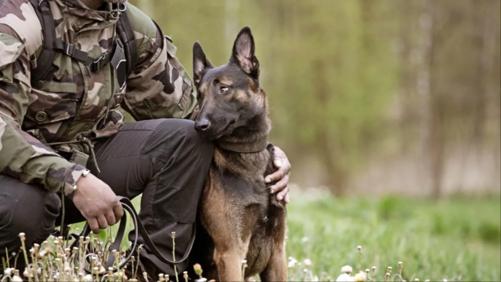 A dog with an army personnel, US Army Explosive Ordnance Disposal Teams had a training session with military working dogs.