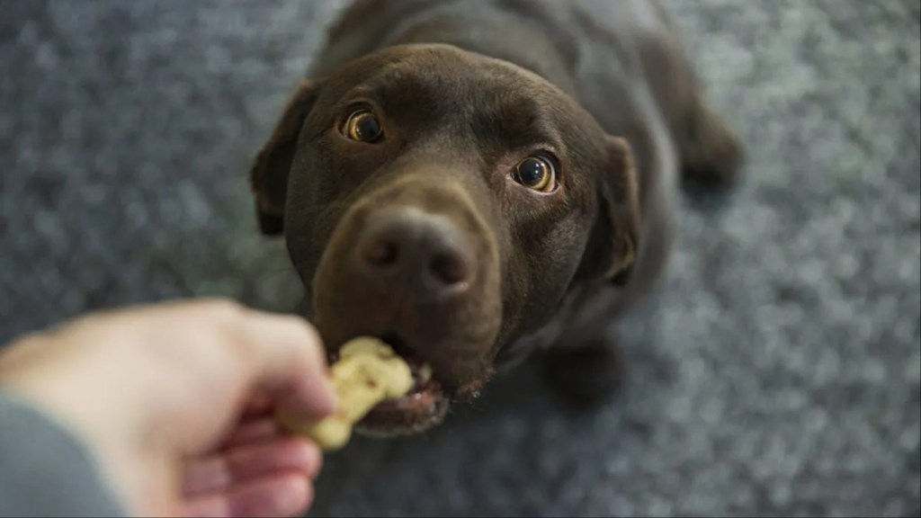 Dog looking up slightly at its owner as it takes a treat, like the Waggie dog treat