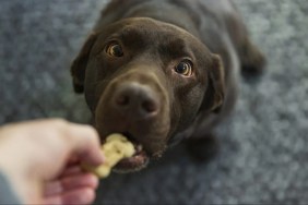 Dog looking up slightly at its owner as it takes a treat, like the Waggie dog treat