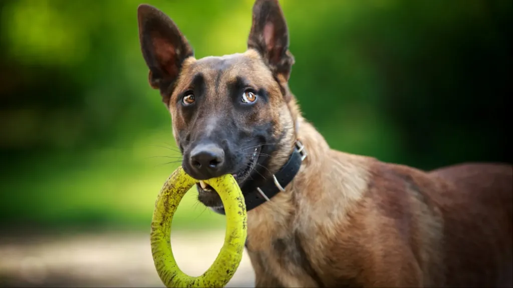 A Belgian Malinois dog, they can become friendly to other pets through early socialization