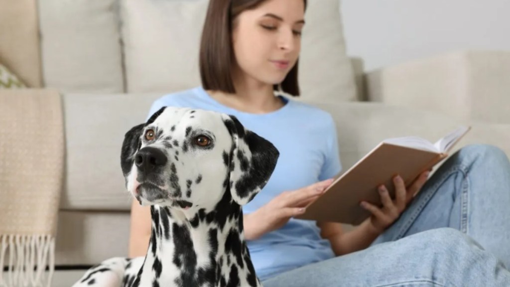 A Dalmatian dog with a girl reading book, like the dog who offered support to students in the U.K. by visiting school.