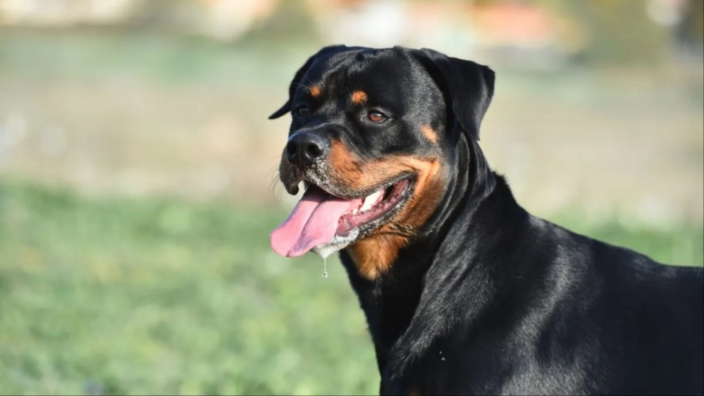 A close-up of Rottweiler standing with tongue out, like the Rottweiler involved in the dog shooting at a Nevada dog park