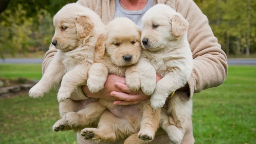A woman holding three Golden Retrievers, like the 45 rescued dogs in Florida awaiting adoption.