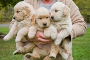 A woman holding three Golden Retrievers, like the 45 rescued dogs in Florida awaiting adoption.