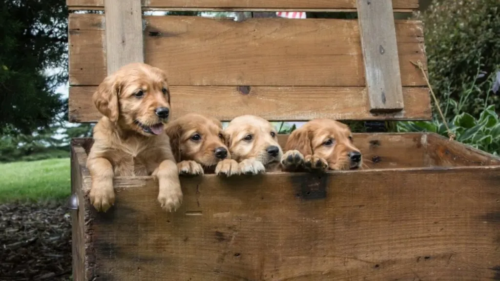 A litter of Golden Retriever puppies, like the 27 dogs who were rescued in Rhode Island by the authorities.