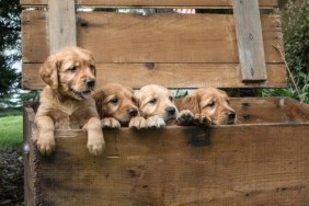 A litter of Golden Retriever puppies, like the 27 dogs who were rescued in Rhode Island by the authorities.