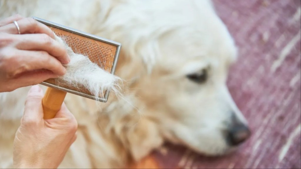 A woman combing a Golden Retriever, the breed sheds equally to Labrador Retrievers.