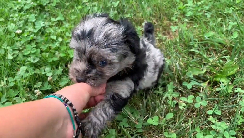 Mini Aussiedoodle puppy playing in the backyard with owner.