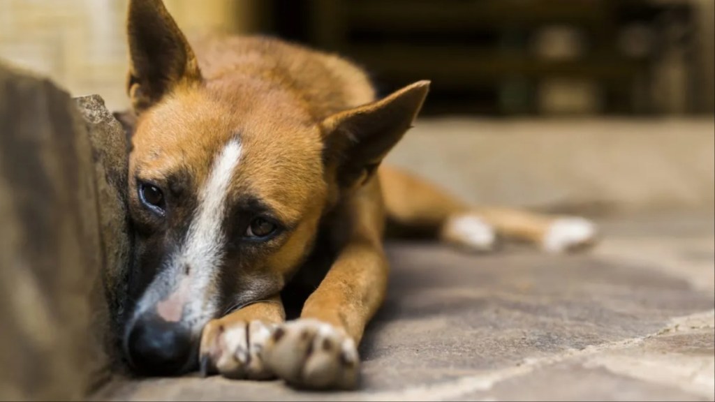 A sad-looking brown dog lying on the stairs, a North Carolina man stomped a dog in the head and face