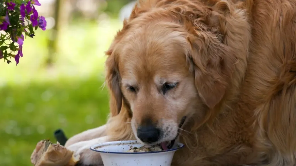 An obese Golden Retriever eating, like the one who is on a weight-loss journey under the guidance of a Veterinary student and has lost 31 pounds in 2 months.