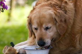 An obese Golden Retriever eating, like the one who is on a weight-loss journey under the guidance of a Veterinary student and has lost 31 pounds in 2 months.
