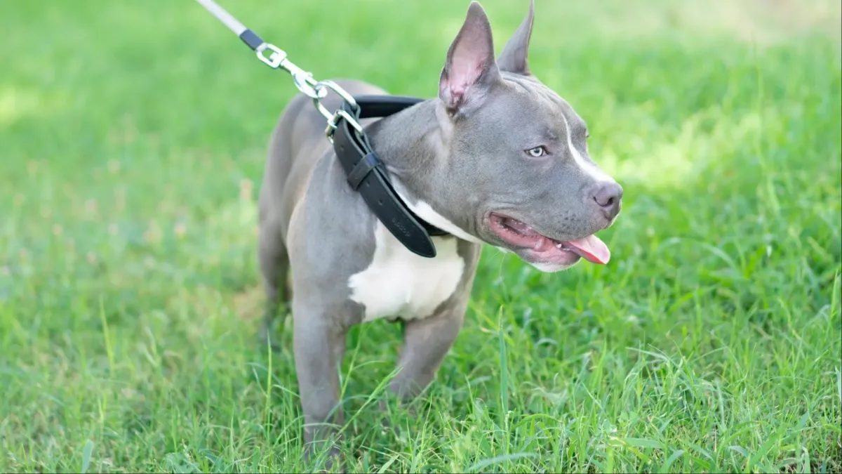 5 month old hot sale american bully weight