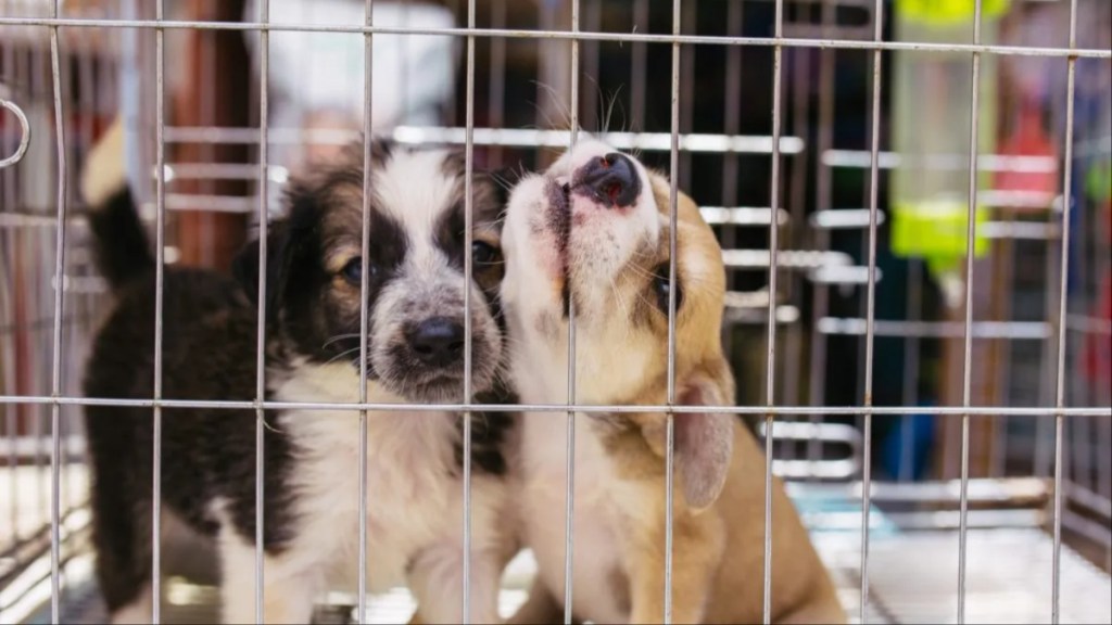 Two puppies in a cage at a puppy mill.