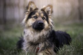 A young German long-haired shepherd lies on the grass. Outdoor photo photo
