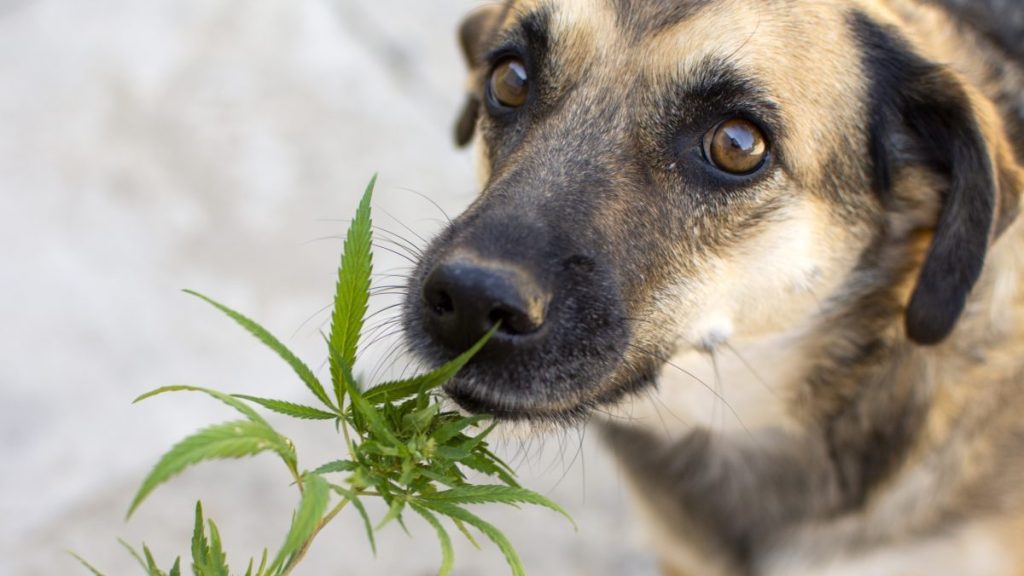 portrait of a dog that sniffs cannabis leaves, causing concern and increased questions for vets