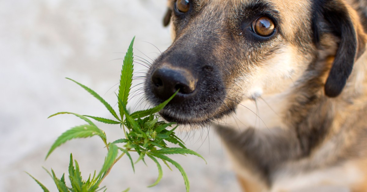 More Dog Owners Looking for Vet Advice on Cannabis - Cannabis Edibles In Dogs