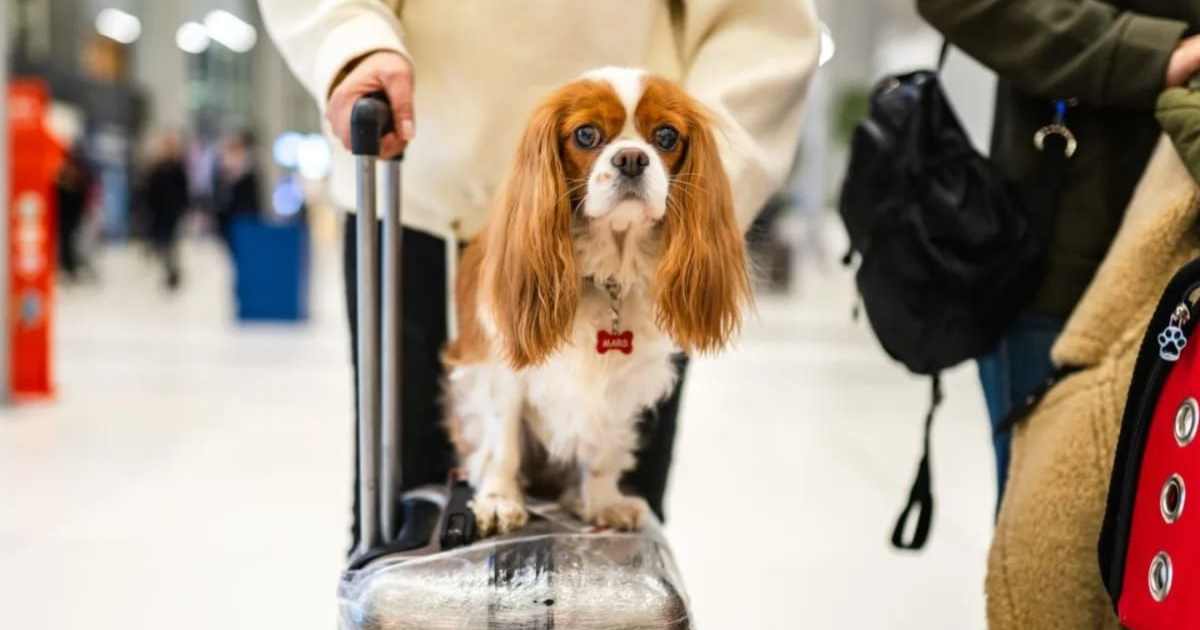 American Airlines Relaxes Pet Policy, Allows Carryon
