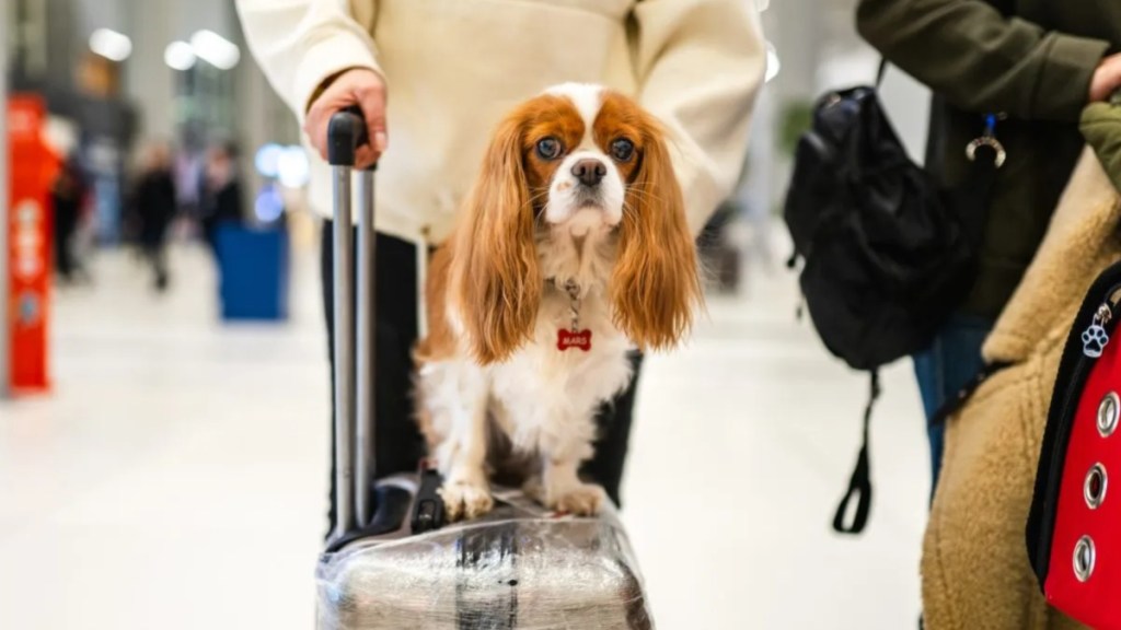 A dog on a suitcase in airport, American Airlines has updated its pet policy.