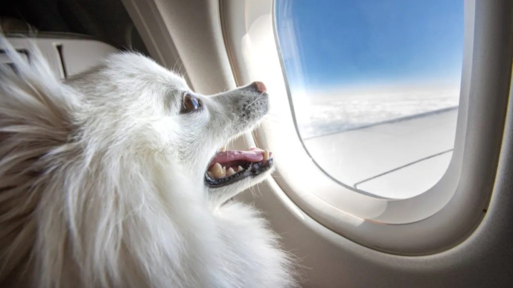 A smiling dog looking out of an airplane window while in flight — BARK Air’s vision.