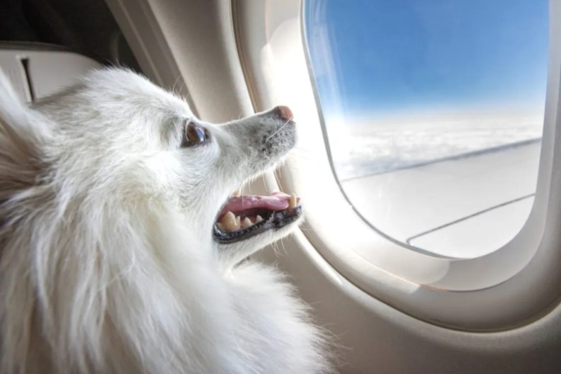 A smiling dog looking out of an airplane window while in flight — BARK Air’s vision.