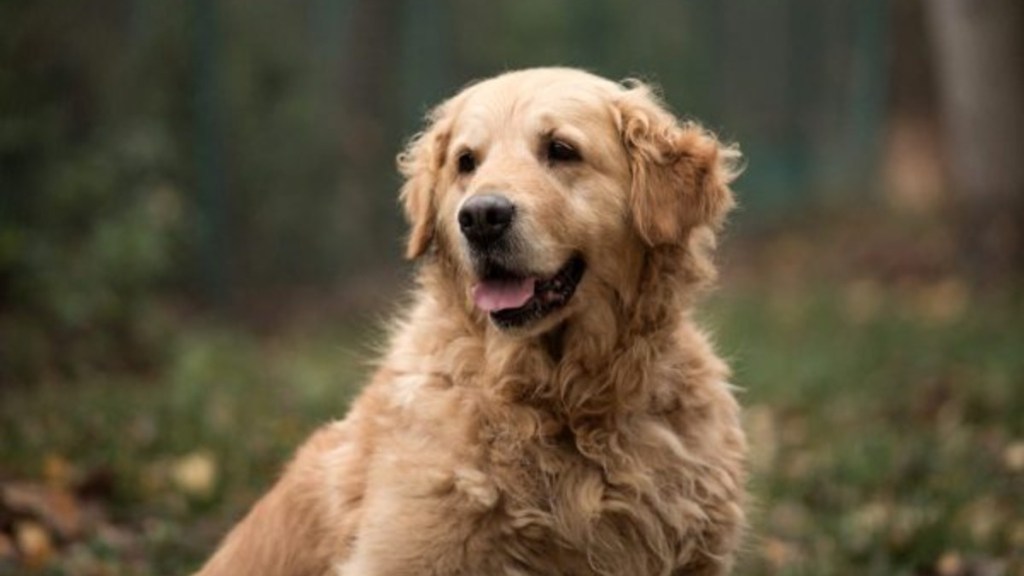 A Golden Retriever sitting in a forest, like the Boston Marathon dog whose statue was recently unveiled.