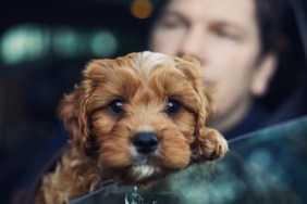 A puppy sitting in a car window, a car accident in Missouri left a man and a puppy dead.