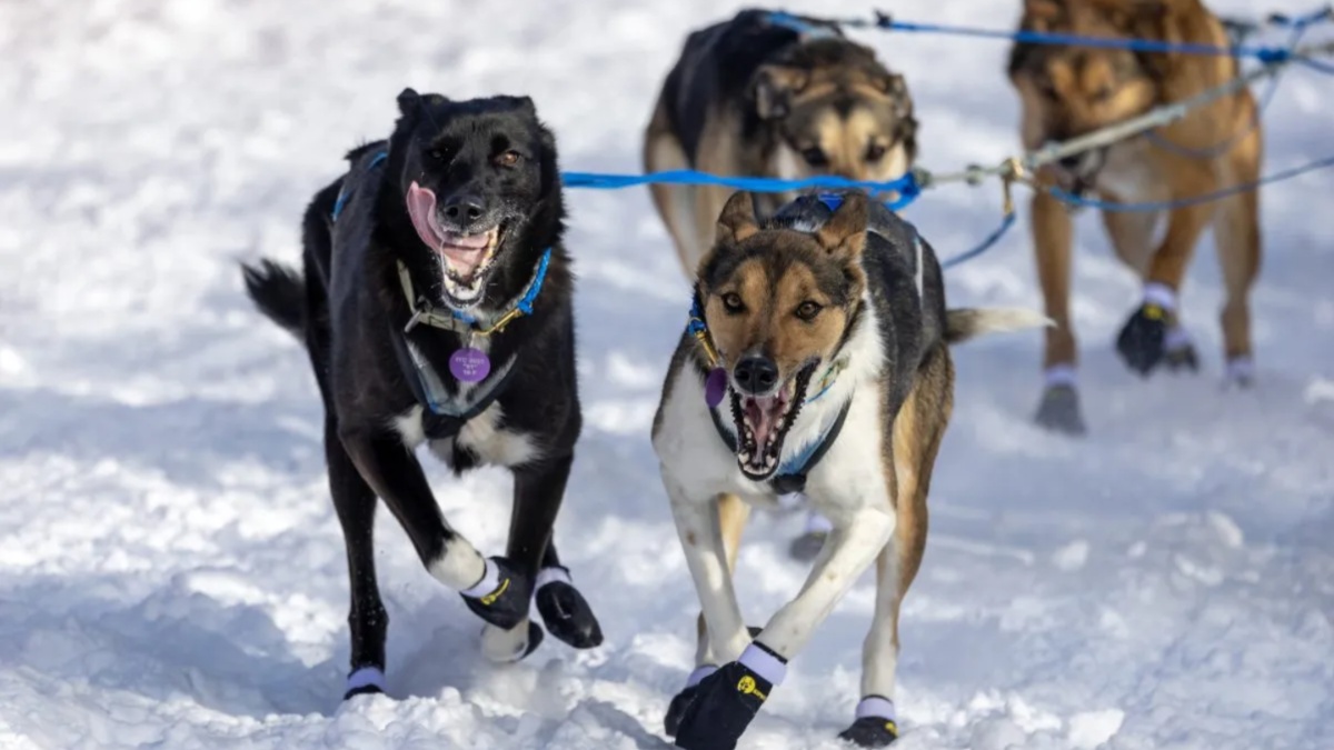 Iditarod Sled Dog Race 2024 Dallas Seavey Wins 6th Championship