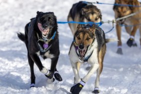 Alaskan huskies in harnesses pulling a dog sled.