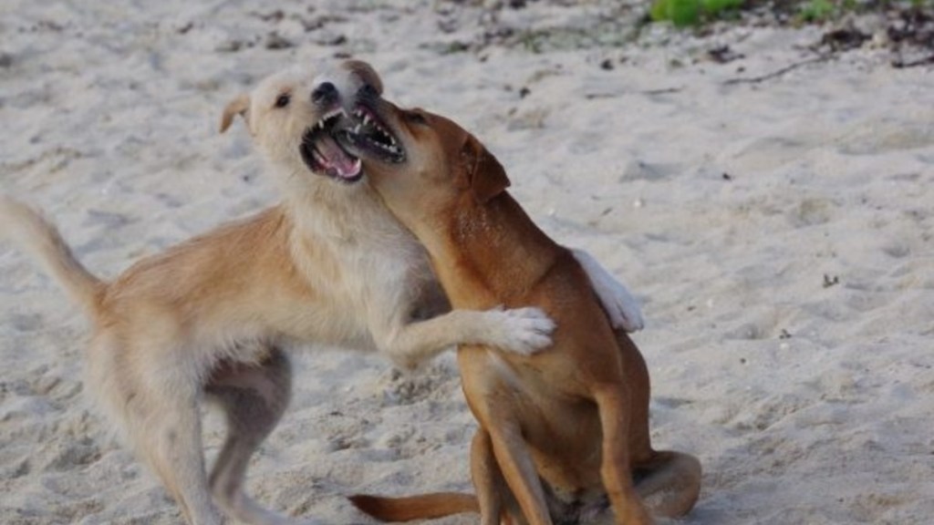 Dogs fighting, similar to the 78 dogs rescued from a dog fighting ring in Alabama.