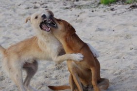 Dogs fighting, similar to the 78 dogs rescued from a dog fighting ring in Alabama.