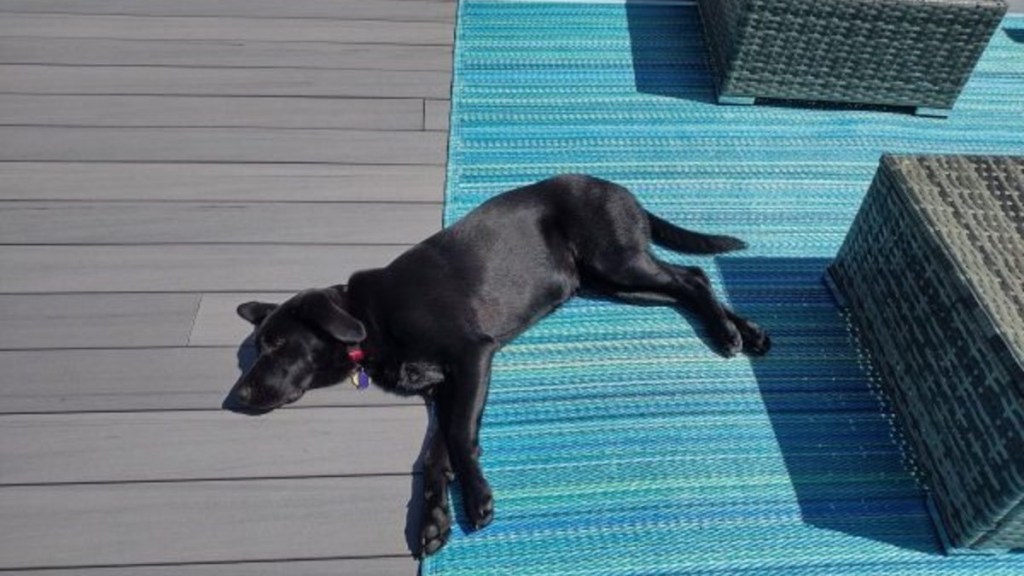 Black dog lying on a blue mat on the deck during a sunny day, Authorities are investigating a Minnesota dog shooting that targeted a dog sunbathing at her home's deck.