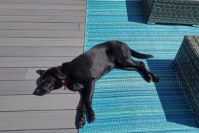 Black dog lying on a blue mat on the deck during a sunny day, Authorities are investigating a Minnesota dog shooting that targeted a dog sunbathing at her home's deck.