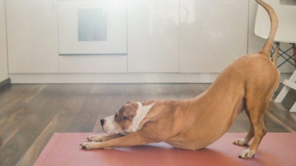 A dog stretching; why do dogs stretch so much?