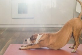 A dog stretching; why do dogs stretch so much?