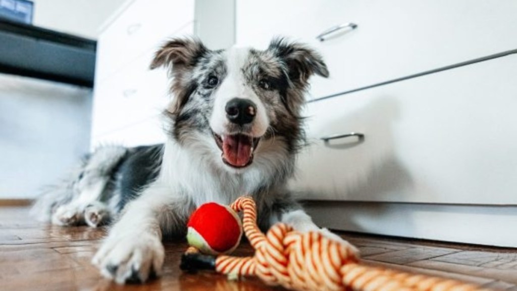 Cute Border Collie dog lying with pet toy and looking at camera at home.