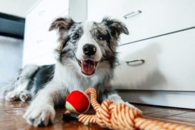 Cute Border Collie dog lying with pet toy and looking at camera at home.