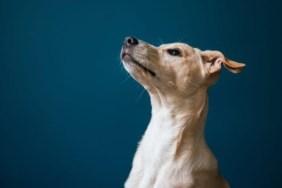 A dog with ears pulled back; why do dogs put their ears back?