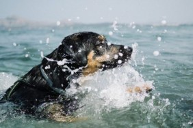 A dog swimming in sea, similar to the dog in Oregon who was rescued from rip current.