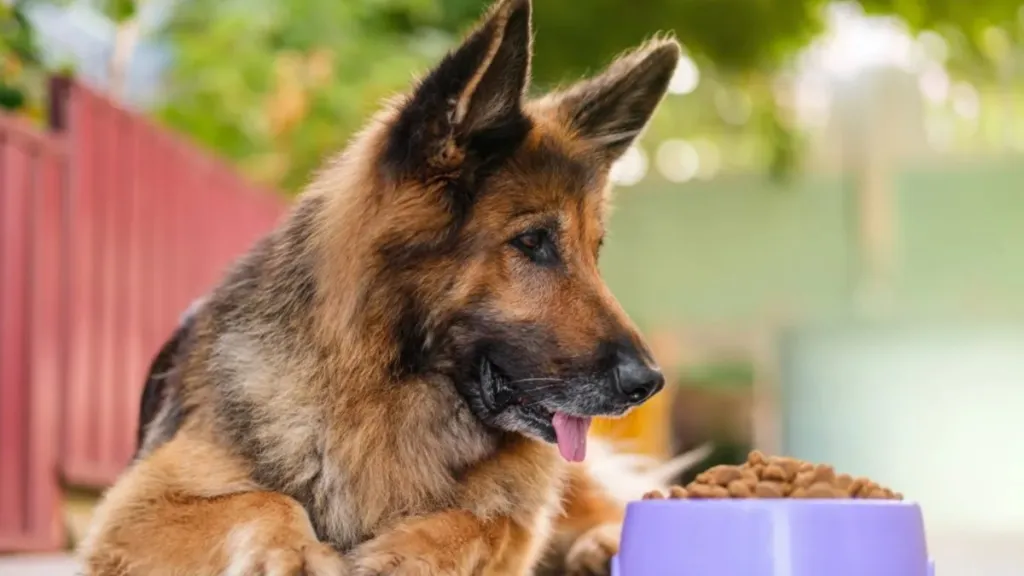 A German Shepherd with a dog food bowl, Eukanuba dog food has not faced a recall in 2024.