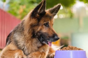A German Shepherd with a dog food bowl, Eukanuba dog food has not faced a recall in 2024.