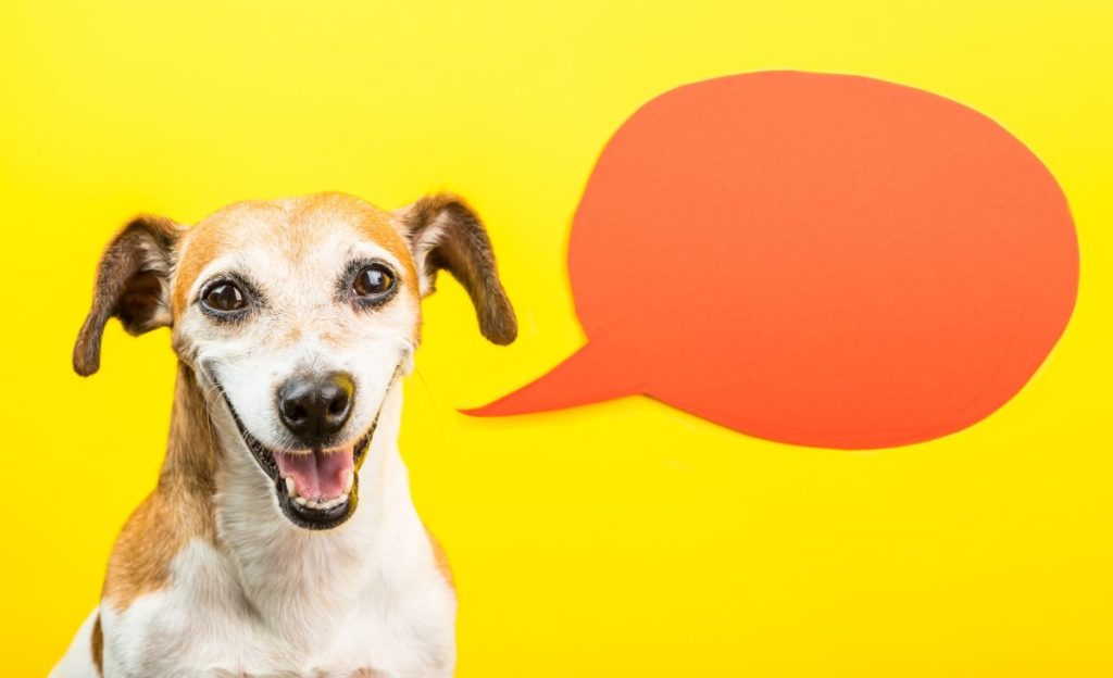 Dog talking buttons training can help us communicate with our dogs, like this Jack Russell Terrier dog on a yellow background with an orange blank speech balloon.