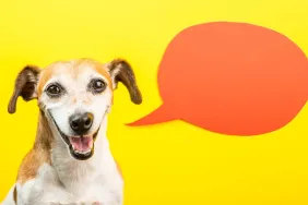 Dog talking buttons training can help us communicate with our dogs, like this Jack Russell Terrier dog on a yellow background with an orange blank speech balloon.