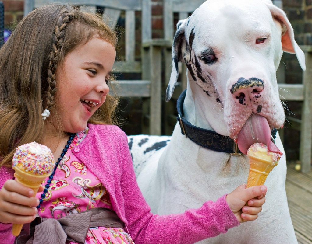 Photograph of a young girl in a pink sweater sharing her ice cream cone with a large black and white Great Dane, a breed in the Working Group
