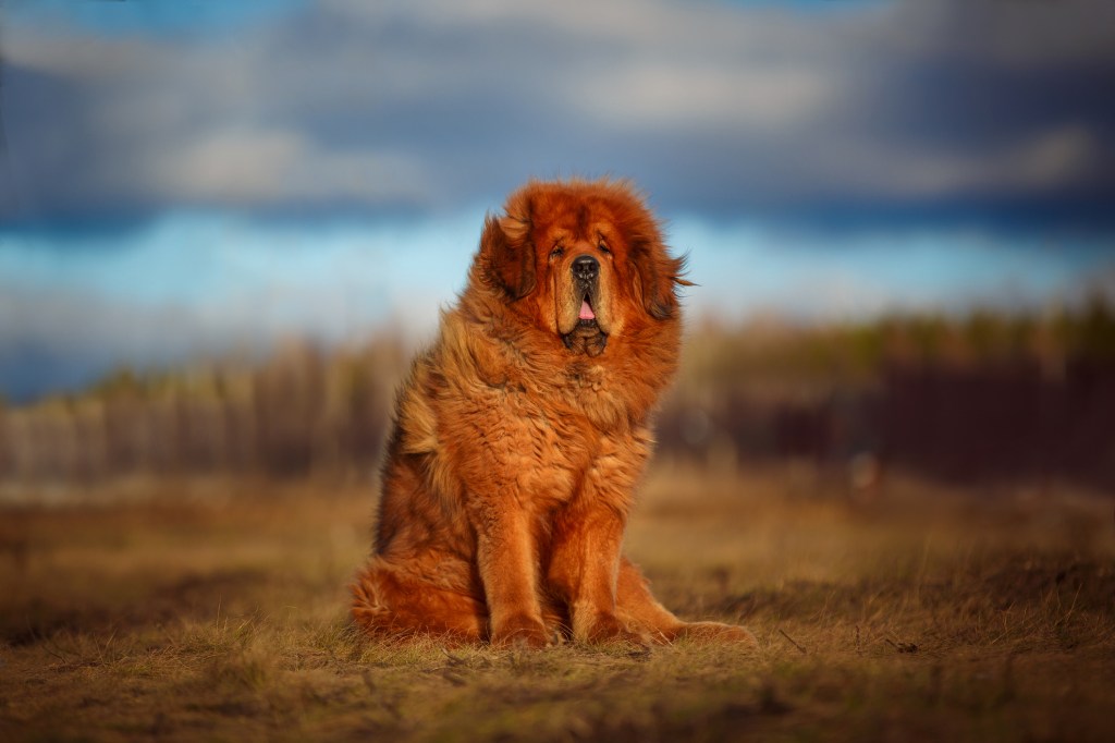A ginger colored Tibetan Mastiff, a big dog breed, on the background of a beautiful landscape.