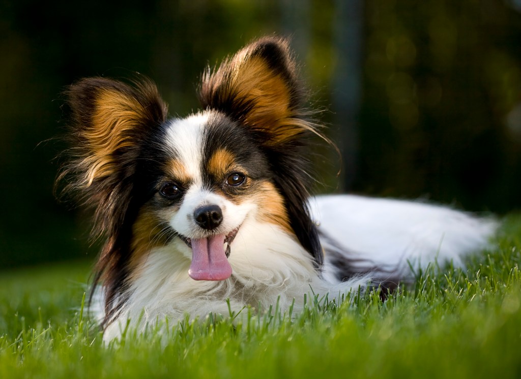 A Papillon breed dog lying in the grass. Narrow depth of field with focus on the eyes.