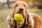 Playful Spaniel, a breed with a potential for mouthiness, playing with ball in park